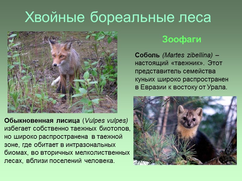 Хвойные бореальные леса Обыкновенная лисица (Vulpes vulpes) избегает собственно таежных биотопов, но широко распространена